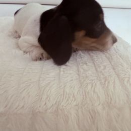 Girl 1 - Piebald female Dachshund puppy in Spokane, Washington from Dearhaven Doxie