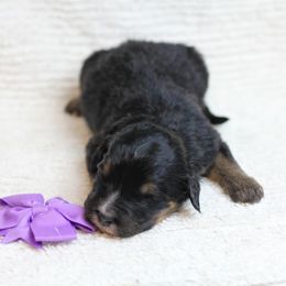 Girl 3 - Phantom Bernedoodle puppy in Riverdale, Utah from La Di Da Doodles