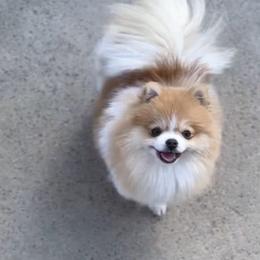 Malibu - Blue sable female Pomeranian puppy in Santa Ana,Ontario, California from Uniquepombabies