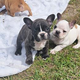 Raven - Brindle and white female French Bulldog puppy in Monterey, Louisiana from McaysKennels