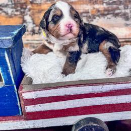 Beckham - Blue merle male Bernedoodle puppy in Rose Hill, North Carolina from Red Door Canines