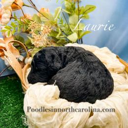 Laurie - Black male Poodle puppy in Greenville, North Carolina from Grace Poodles
