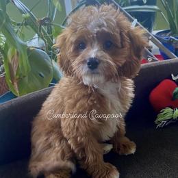 Chuzzlewit - Cavapoo