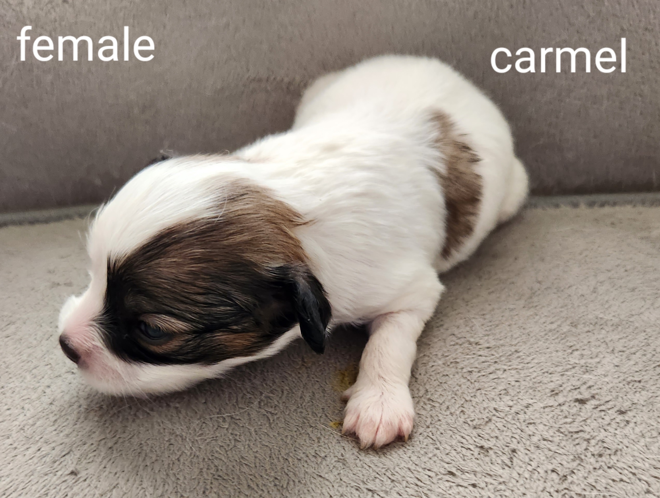 Girl 2 - Black brown and white Papillon puppy in Spokane Valley, Washington from D and T's Papillons