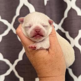 Chihuahua puppies from Exotic City Pomeranians and chihuahuas
