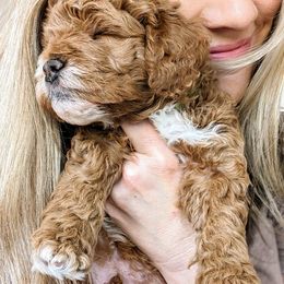 Goldendoodle Puppies from Rosie Doodles AZ