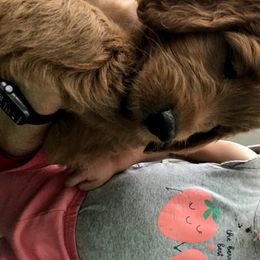 Goldendoodle Puppies from JD GoldenDoodles