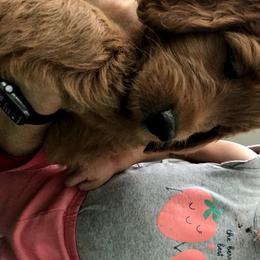 Goldendoodle Puppies from JD GoldenDoodles