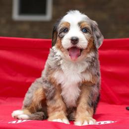 Adams - Merle male Bernedoodle puppy in Dundee, Ohio from Down Home Doodle