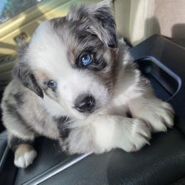 Miniature Australian Shepherd Puppies from Peace Creek Aussies