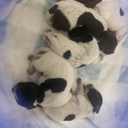 Boy 2 - male German Shorthaired Pointer puppy in Hardeman County, Tennessee from Howell Farm GSP