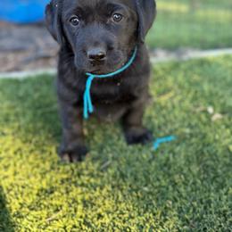 Teal - Black female Labrador Retriever puppy in Paulden, Arizona from Carefree Samoyeds & Deserthills Labradors