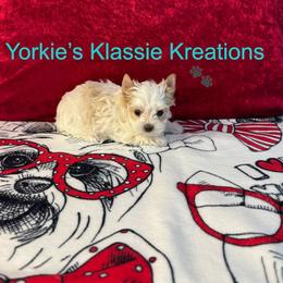 Belle - Parti female Yorkshire Terrier puppy in Dierks, Arkansas from Yorkie’s Klassie Kreations