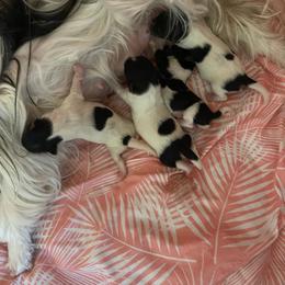 Biewer Terrier puppies from Heartland small breeds