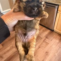 Butterfinger - Brindle male Shorkie puppy in Escondido, California from Yorkies of Escondido