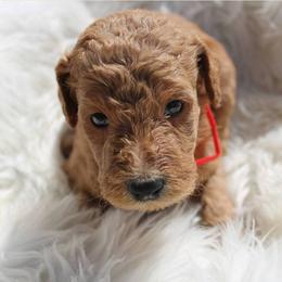 Goldendoodle Puppies from Lincoln Goldendoodles
