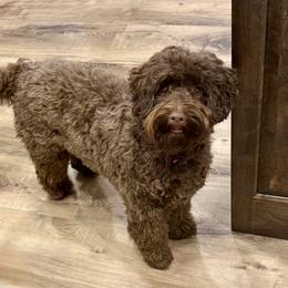 Penny - Australian Labradoodle