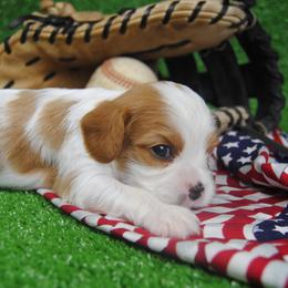 Alfie - Blenheim male Cavalier King Charles Spaniel puppy in Mountain Grove, Missouri from Dogwood & Sassafras Companions