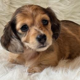 Athena - Dapple female Dachshund puppy in Sumrall, Mississippi from Huckleberry Tails
