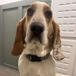 Brvo - Basset Hound