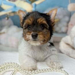 ( Small) Nala 4000 - Black tan and white female Biewer Terrier puppy in Douglas, Georgia from South Georgia Yorkies and Biewers