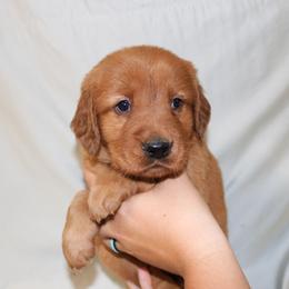 Biscuit - Dark golden female Golden Retriever puppy in New Weston, Ohio from Bertke AKC Golden Retrievers and Bernese Mountain Dogs