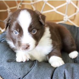 Australian Shepherd Puppies from Rustic Roots Australian Shepherds