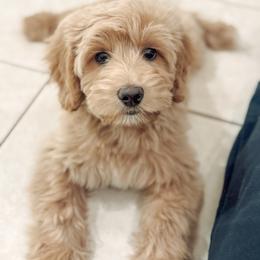 Australian Labradoodle Puppies from Liberty Hill Labradoodles