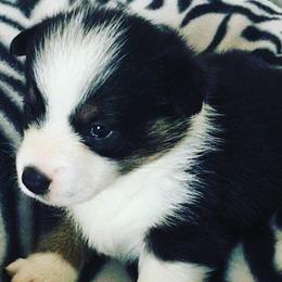 American Corgis and Pembroke Welsh Corgis from Royal Blue Corgis
