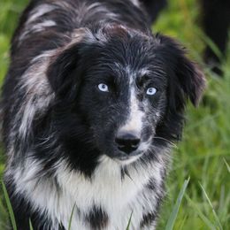 Hatti - Australian Shepherd