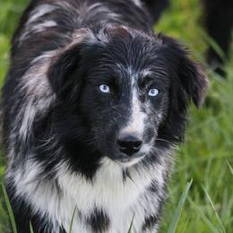 Hatti - Australian Shepherd
