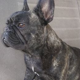 French Bulldogs from All Time Frenchies