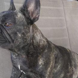 French Bulldogs from All Time Frenchies
