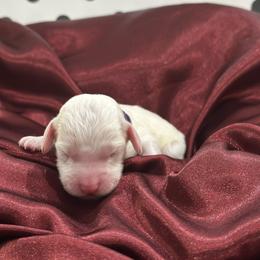 Patch - Parti male Poodle puppy in Chino Valley, Arizona from Whiskey Row Royals
