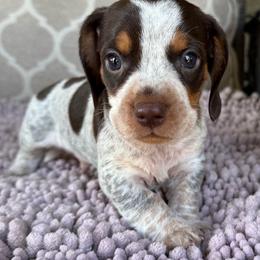 CKC Boy 1 - Piebald male Dachshund puppy in Joshua Tree, California from Desert Dreams Ranch