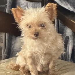 AKC Reese - Gold male Yorkshire Terrier puppy in Taylorsville, North Carolina from Feather & Tail Acres