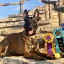 Belgian Malinois puppies from Madhouse’s Belgian Malinois and German Shepherds