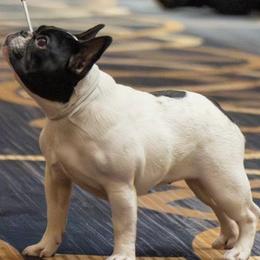French Bulldogs from Russo's French Bulldogs