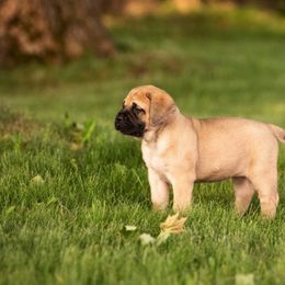 Mastiff Puppies from Green Meadow Mastiffs