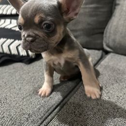 Girl - Liver female French Bulldog puppy in Corona, California from SoCalFamilyFrenchies, Doodles and more