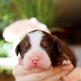 Fudge - Brown and white male Bernedoodle puppy in Salado, Texas from Red Ranch Dogs