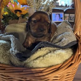 Russell Stover - Chocolate male Dachshund puppy in Iredell, Texas from The Bloomin Dachshund