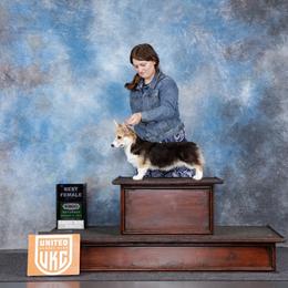 Yoshi - Black and tan female Pembroke Welsh Corgi puppy in West, Texas from Rustic Spur Kennel