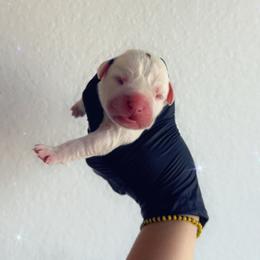 Red - White male Boxer puppy in Denver, Colorado from Yuni’s AKC Boxers
