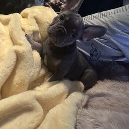 French Bulldog Puppies from Elkins Kennel