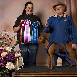 German Pinscher All Grown Up from RiverRAT Barn Hunt