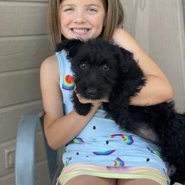 Scottish Terrier Puppies from Heart of America Scotties