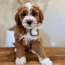 Cedar boy - Red  male Goldendoodle puppy in Rio Linda, California from Plush Doodles