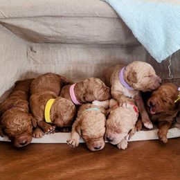 Goldendoodle Puppies from ~ Samantha's Goldendoodles ~