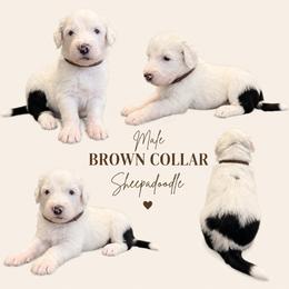 Brown  collar - Merle male Sheepadoodle puppy in Mesa, Arizona from Desert Sheepies and Doodles
